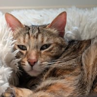 DIAMOND A17410, chatte à adopter