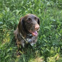 sam, chien à adopter