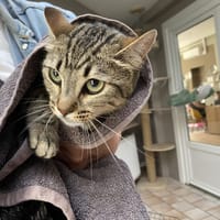 KITTY, chatte à adopter