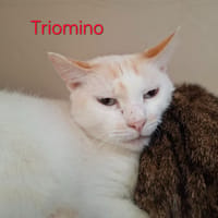 Triomino, chat à adopter