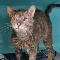 MODESTE, chat à adopter