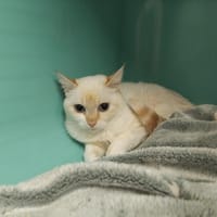 ROSÉ PAB28759, chatte à adopter