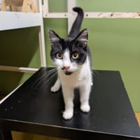 KRUSH A17430, chat à adopter