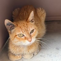 CORNELIA, chatte à adopter