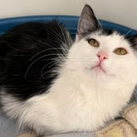 SELFIX, chatte à adopter