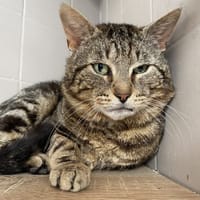 RAVEN, chat à adopter