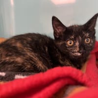 BLOOM, chatte à adopter