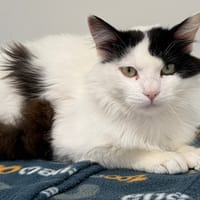 CARTAPUS, chat à adopter