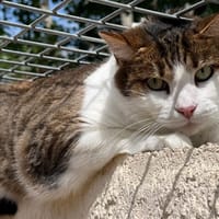 nelsha, chat à adopter