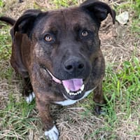 MAYA, chienne à adopter