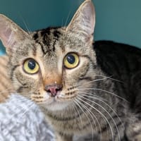 ZIPO A17428, chat à adopter