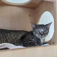 HARPE, chatte à adopter