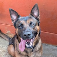 VOLT, chien à adopter