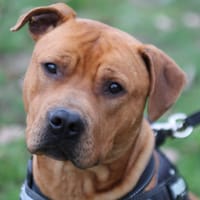 AGRID, chien à adopter