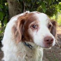 Judo, chien à adopter