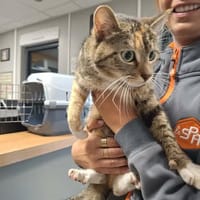 MIMOLETTE, chatte à adopter