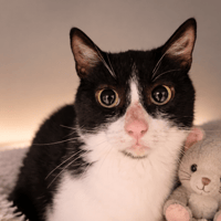 KYOTO, chat à adopter