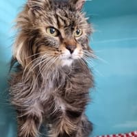 Nino, chat à adopter
