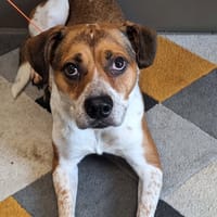 Cookie, chien à adopter