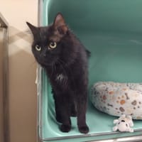 HYUNJIN PAB28760, chat à adopter