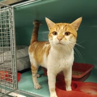 JAY PAB28766, chat à adopter