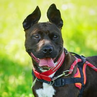 SAPHIR, chienne à adopter