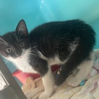 KAY, chatte à adopter