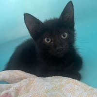 KOA, chat à adopter