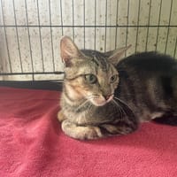 KAIMANA, chatte à adopter