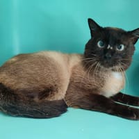 ALPHONSE QCT (a trouvé sa famille), chat à adopter