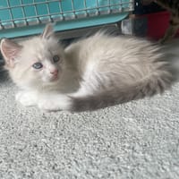 VOX (Réservé), chatte à adopter