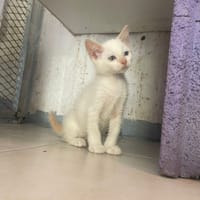 AMBRE, chatte à adopter
