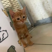 AMAY, chat à adopter