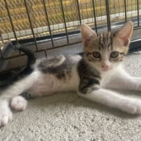 VORTEX (Réservé), chat à adopter