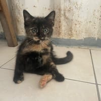 ABBY (Réservée), chatte à adopter