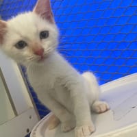 ALASKA, chat à adopter