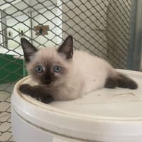 ADELE ( Réservée ), chatte à adopter