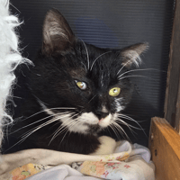 WILLOW, chat à adopter