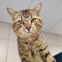 TEMOE QCT, chat à adopter