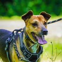 JUMPER, chien à adopter