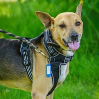 JUMPER, chien à adopter