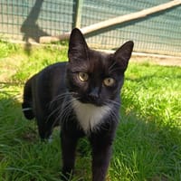 JINX, chatte à adopter