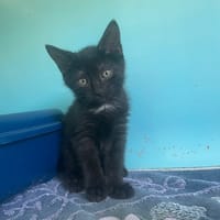 NOA, chatte à adopter