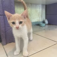 TANDOORI, chat à adopter