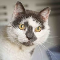 Christian, chat à adopter