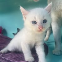 NAO, chat à adopter