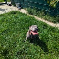 PEPSY, chienne à adopter