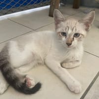 MOUSSE (réservée), chatte à adopter