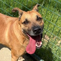 Bump, chien à adopter