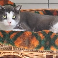 MAUNALOA QCT, chatte à adopter
